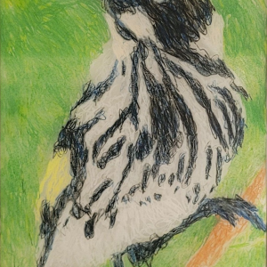 New Holland Honey Eater (32 x 45 cm)